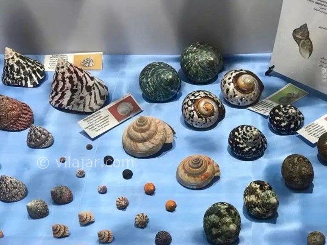 عکس شماره 6 - موزه صدف اصفهان