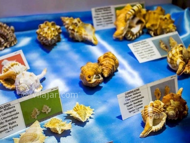 عکس شماره 8 - موزه صدف اصفهان