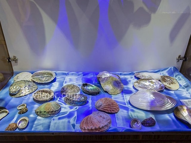 عکس شماره 9 - موزه صدف اصفهان