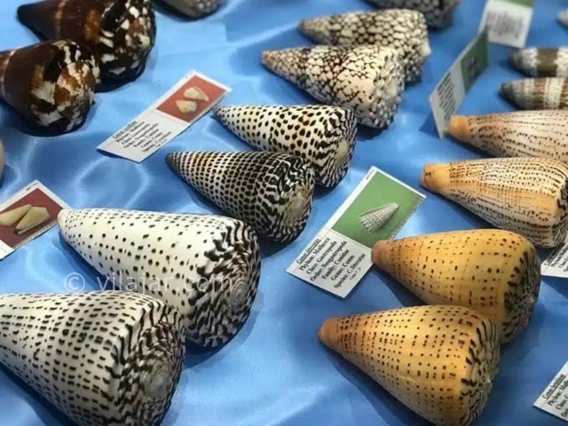 عکس شماره 10 - موزه صدف اصفهان