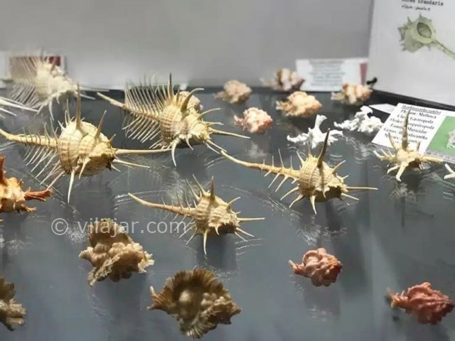 عکس شماره 11 - موزه صدف اصفهان