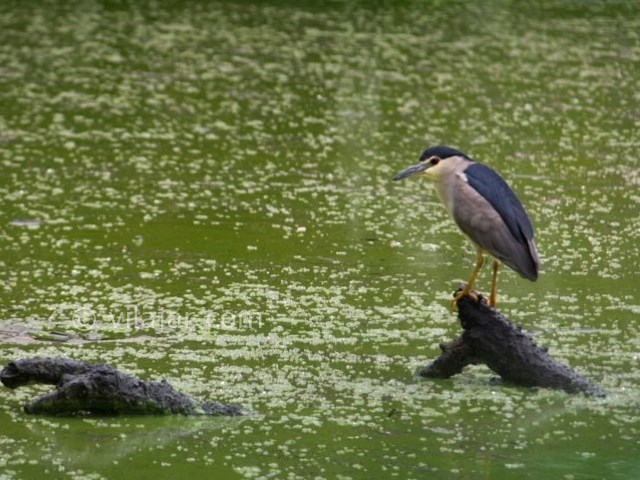 عکس شماره 8 - روستای دربند آستارا