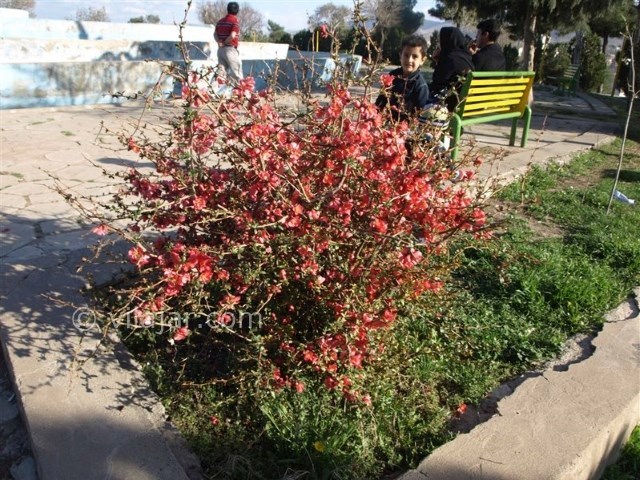 عکس شماره 5 - پارک شیرین کرمانشاه