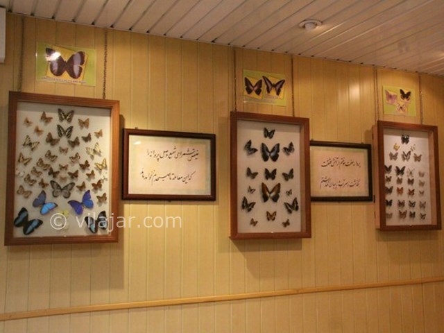 عکس شماره 3 - باغ موزه پروانه اصفهان