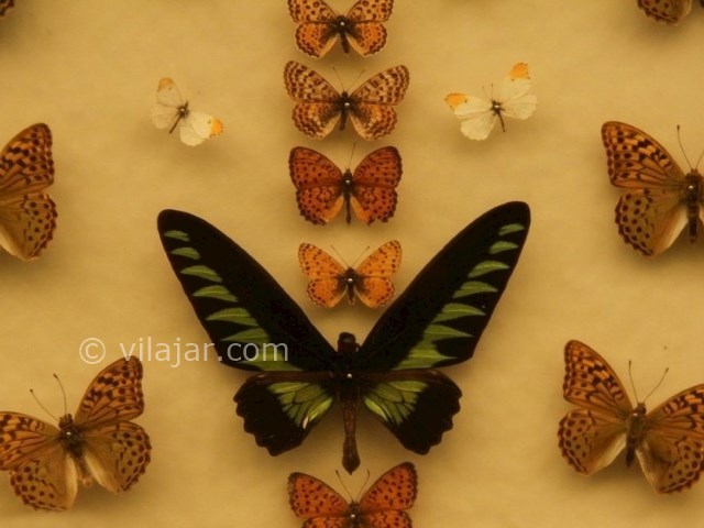 عکس شماره 5 - باغ موزه پروانه اصفهان