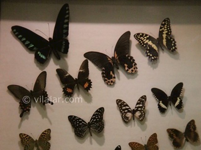 عکس شماره 6 - باغ موزه پروانه اصفهان