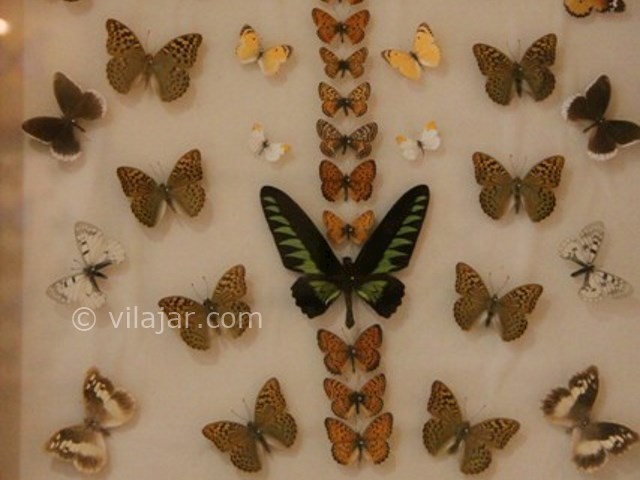 عکس شماره 7 - باغ موزه پروانه اصفهان