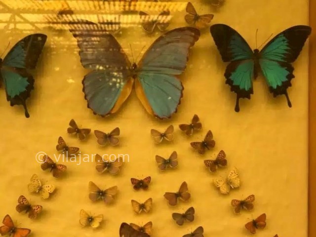 عکس شماره 8 - باغ موزه پروانه اصفهان