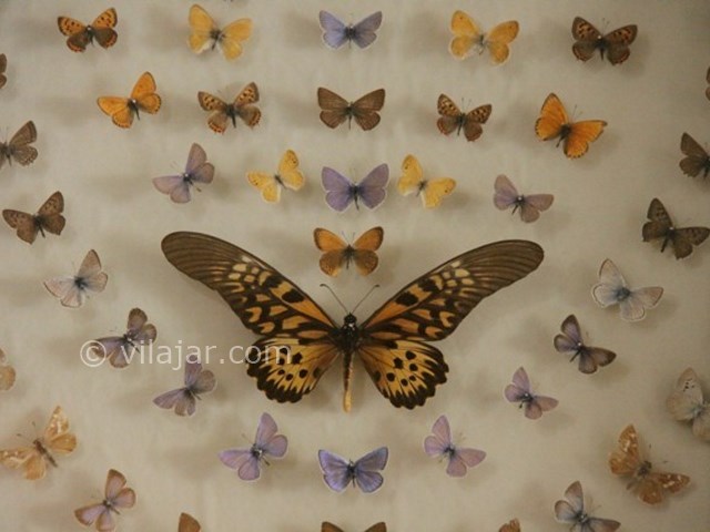 عکس شماره 10 - باغ موزه پروانه اصفهان