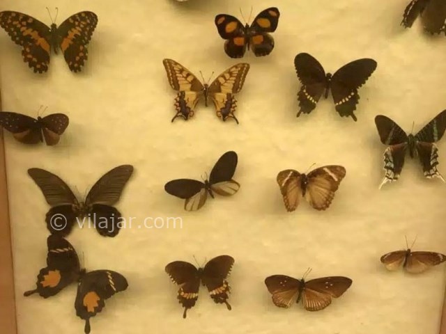 عکس شماره 11 - باغ موزه پروانه اصفهان