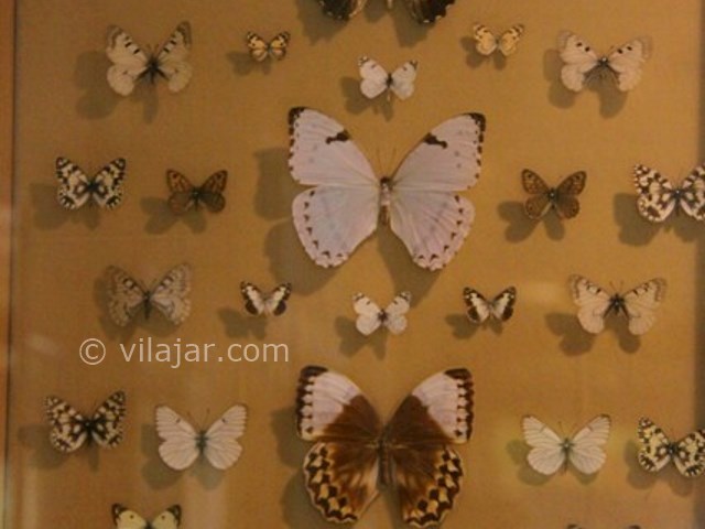 عکس شماره 12 - باغ موزه پروانه اصفهان