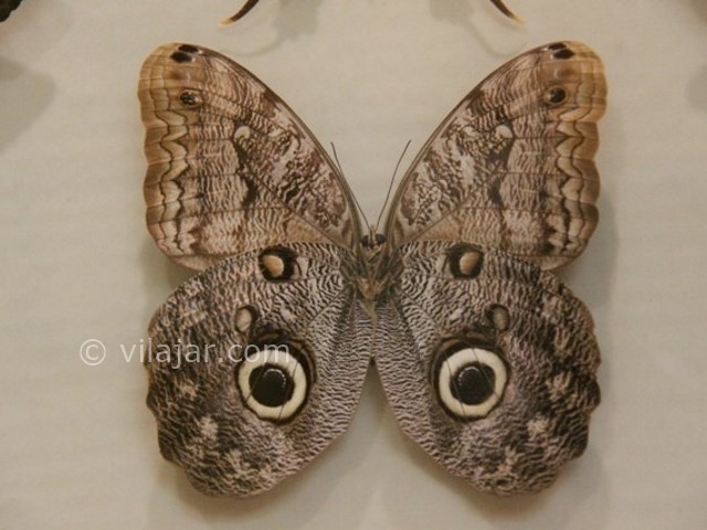 عکس شماره 14 - باغ موزه پروانه اصفهان