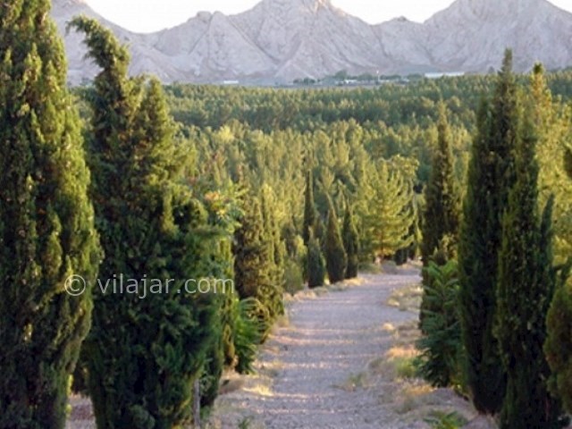 عکس اصلی شماره 2 - جنگل قائم در کرمان