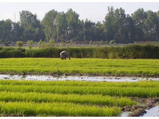 عکس شماره 3 - جاذبه‌های گردشگری فریدونکنار