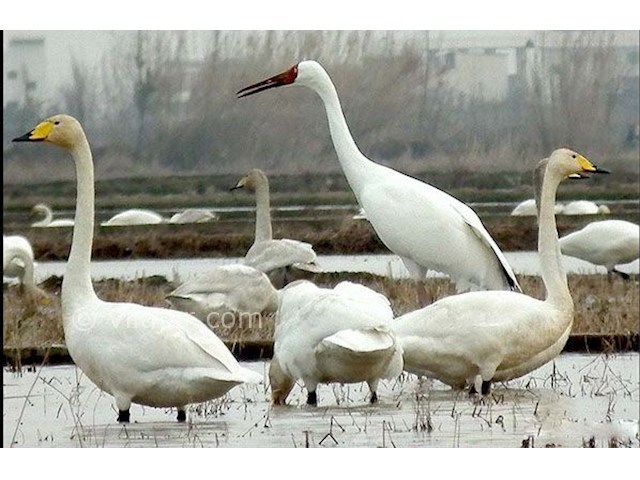 عکس شماره 5 - جاذبه‌های گردشگری فریدونکنار