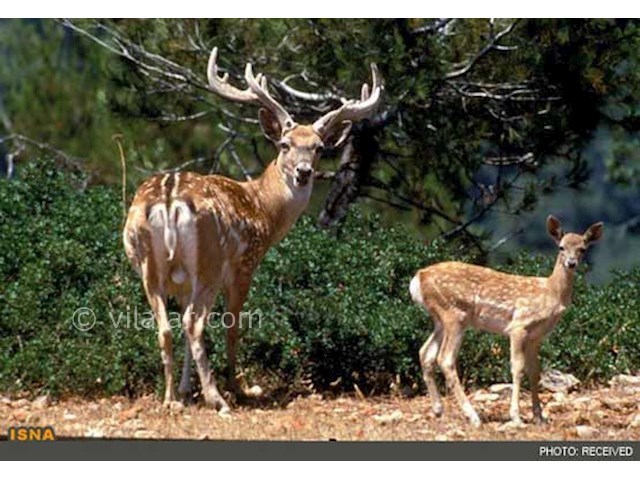 عکس شماره 4 - دریاچه خضر نبی نوشهر