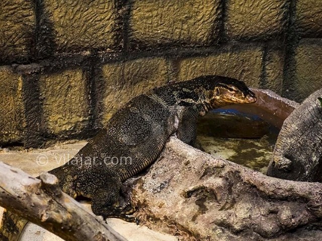 عکس شماره 4 - باغ خزندگان اصفهان