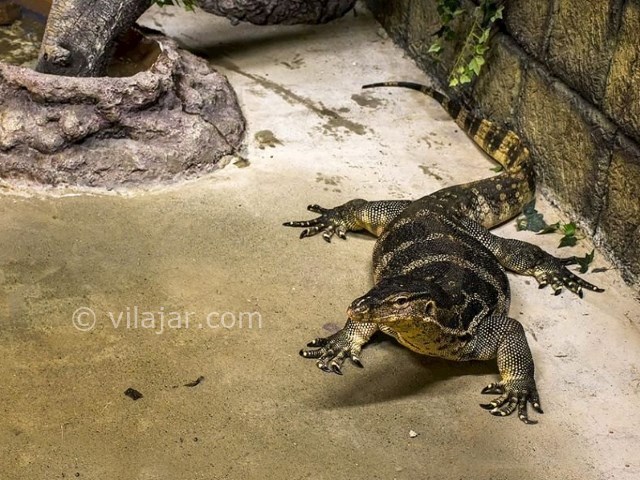 عکس شماره 5 - باغ خزندگان اصفهان