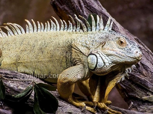 عکس شماره 8 - باغ خزندگان اصفهان