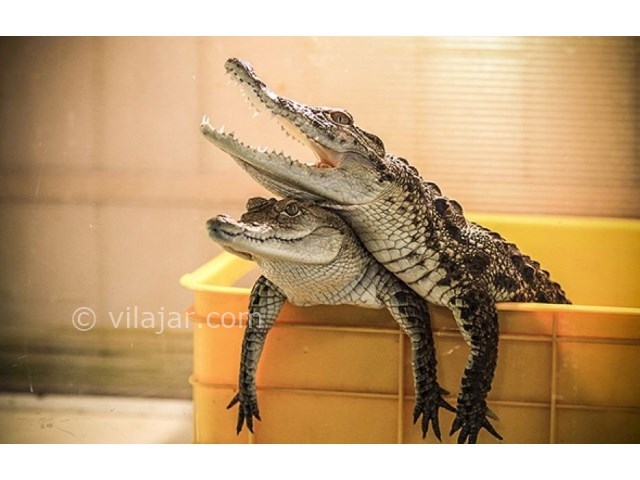 عکس شماره 9 - باغ خزندگان اصفهان