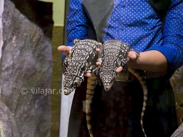 عکس شماره 11 - باغ خزندگان اصفهان