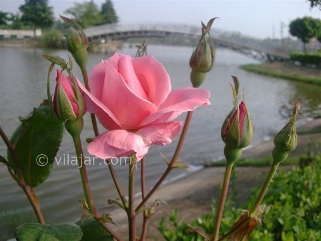 عکس شماره 4 - پارک فجر لنگرود