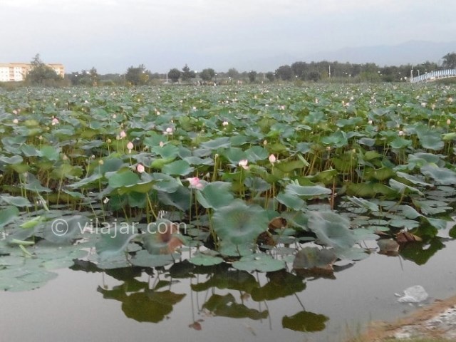 عکس شماره 10 - پارک فجر لنگرود