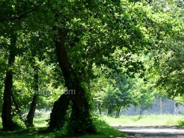 عکس شماره 5 - پارک جنگلی کیاشهر