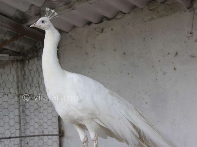 عکس شماره 7 - باغ پرندگان آستارا