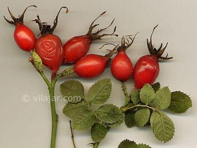 عکس اصلی شماره 5 - آش گیلدیک ارومیه
