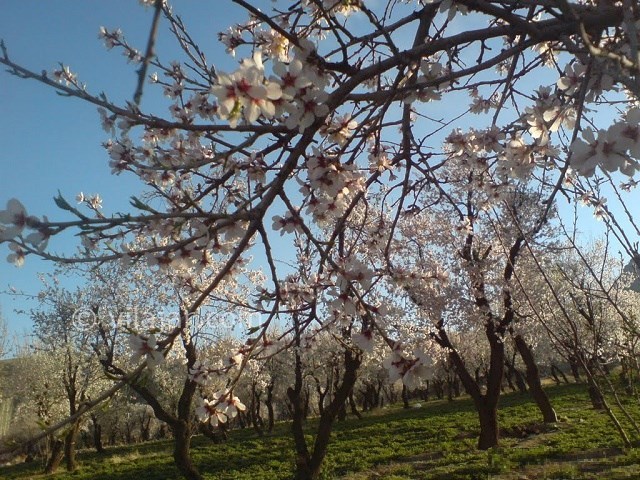 عکس شماره 11 - جاذبه های گردشگری شهر سامان