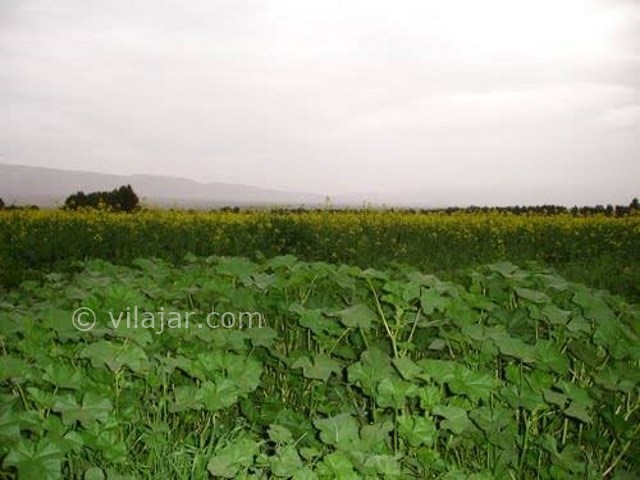 عکس شماره 3 - حمیس توله غذای محلی خوزستان