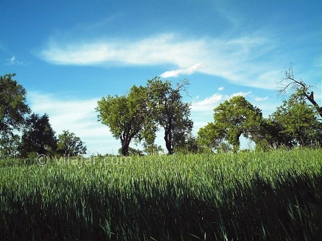 عکس شماره 20 - جاذبه های گردشگری شهر سامان