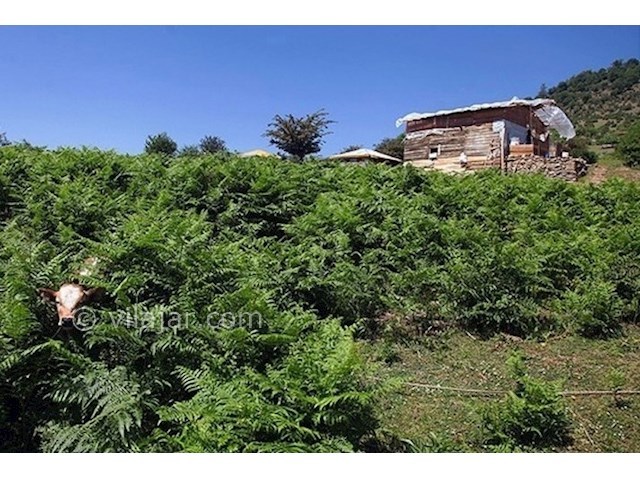 عکس شماره 6 - جاذبه های گردشگری تالش