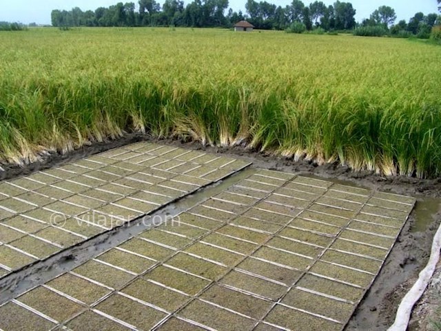 عکس شماره 16 - جاذبه‌های گردشگری فریدونکنار