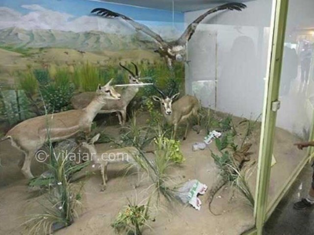عکس اصلی شماره 2 - موزه تاریخ طبیعی همدان
