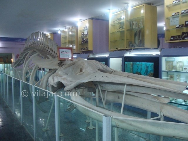 عکس شماره 3 - موزه تاریخ طبیعی همدان