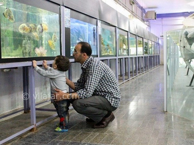 عکس شماره 4 - موزه تاریخ طبیعی همدان