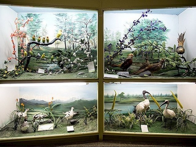 عکس شماره 5 - موزه تاریخ طبیعی همدان