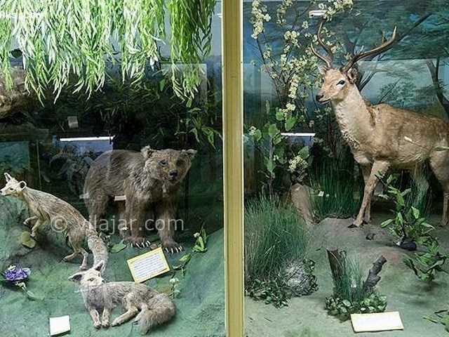 عکس شماره 6 - موزه تاریخ طبیعی همدان