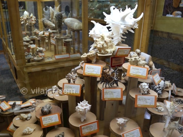 عکس شماره 7 - موزه تاریخ طبیعی همدان