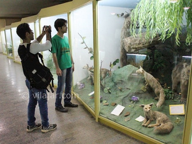 عکس شماره 8 - موزه تاریخ طبیعی همدان