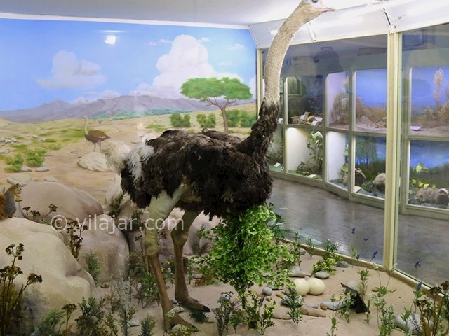 عکس شماره 9 - موزه تاریخ طبیعی همدان