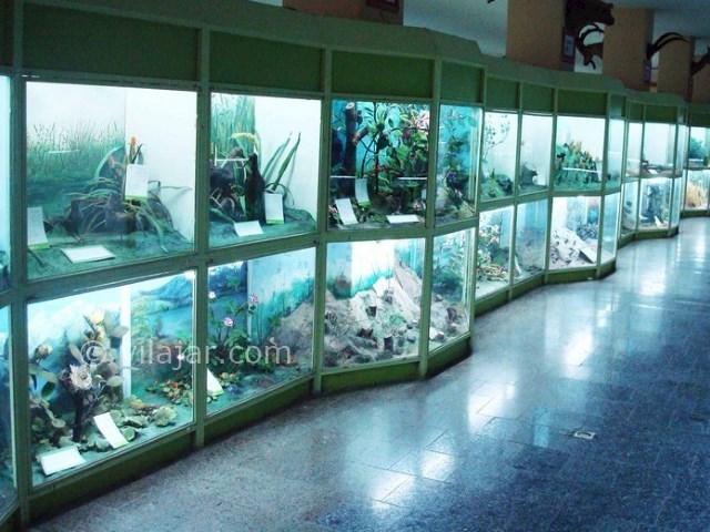 عکس شماره 11 - موزه تاریخ طبیعی همدان