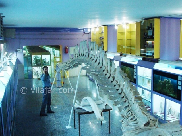 عکس شماره 12 - موزه تاریخ طبیعی همدان