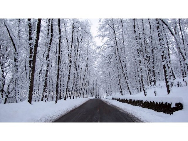 عکس شماره 5 - جنگل دالخانی رامسر کجاست؟