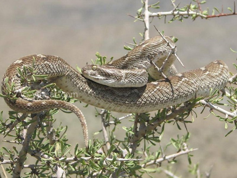 عکس شماره 4 - پارک ملی خجیر