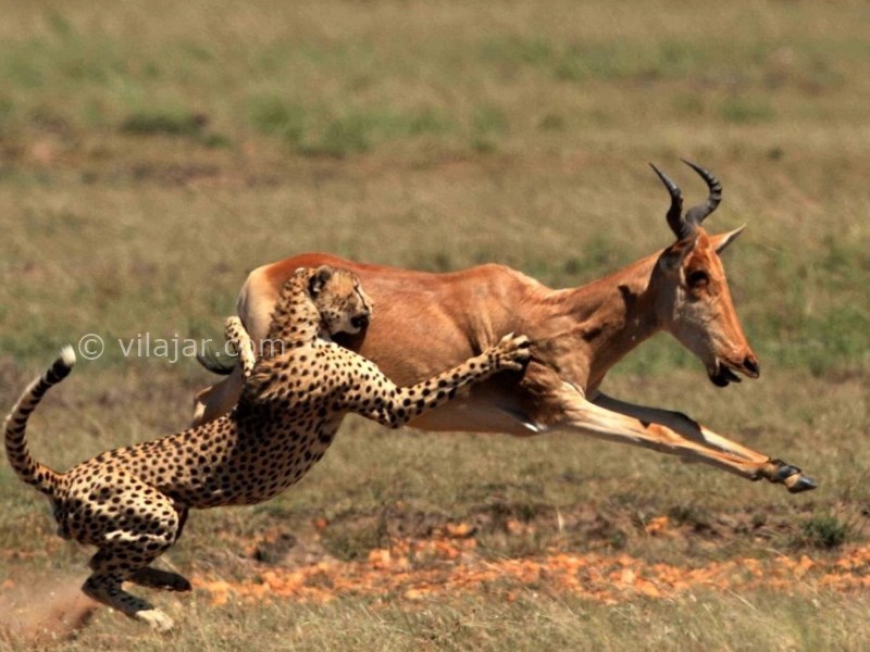 عکس شماره 6 - پارک ملی خجیر