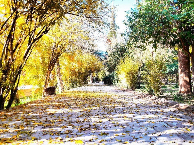 عکس شماره 4 - باغ گلشن طبس