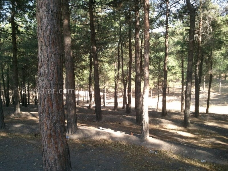 عکس شماره 3 - پارک جنگلی چیتگر